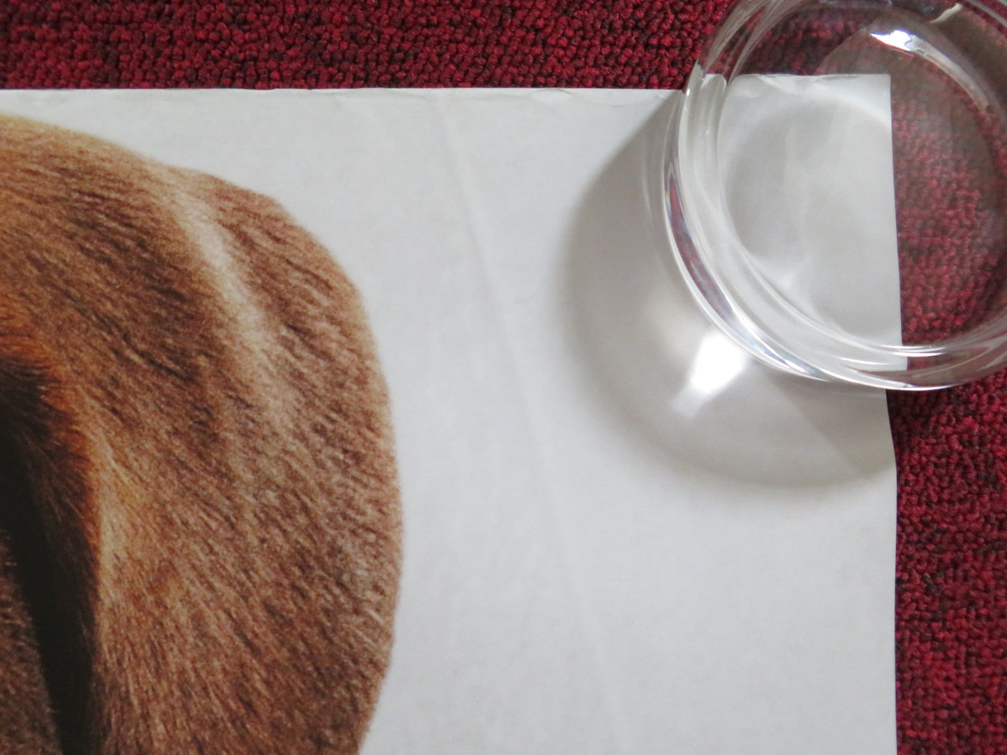 A DOG'S WAY HOME UK QUAD ROLLED POSTER ASHLEY JUDD BRYCE DALLAS HOWARD 2019 Rendezvous Cinema Movie posters