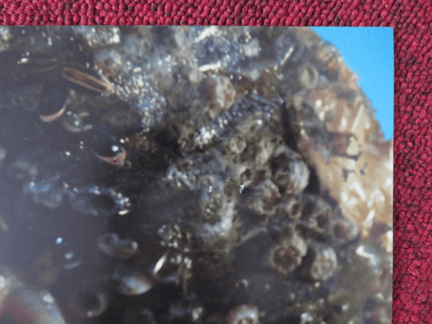 PIRATES OF THE CARIBBEAN: DEAD MAN'S CHEST - B ITALIAN FOTOBUSTA POSTER 2006 Rendezvous Cinema Movie posters