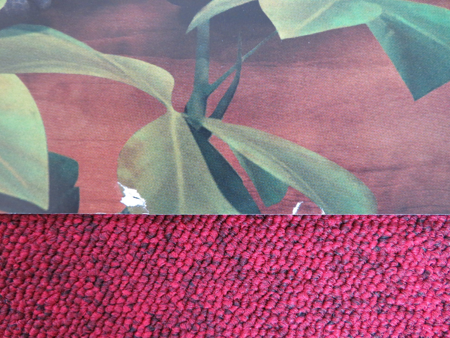 RIO 2 - B UK QUAD (30"x 40") ROLLED POSTER JAKE T. AUSTIN CARLINHOS BROWN 2014 Rendezvous Cinema Movie posters