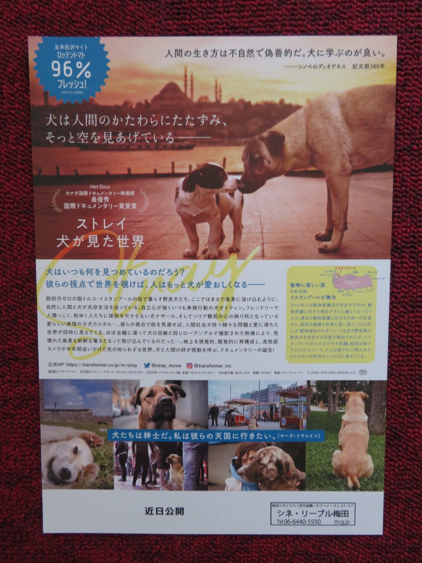 STRAY JAPANESE CHIRASHI (B5) POSTER ZEYTIN NAZAR 2020 Rendezvous Cinema Movie posters