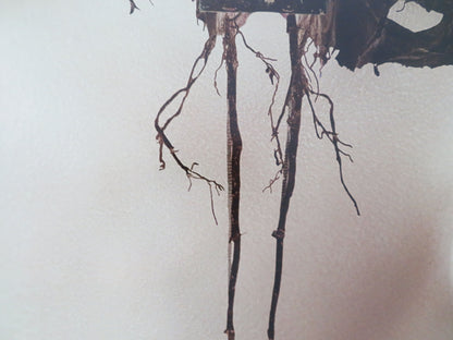 The Watchers US One Sheet Rolled Poster Dakota Fanning Georgina Campbell 2024
