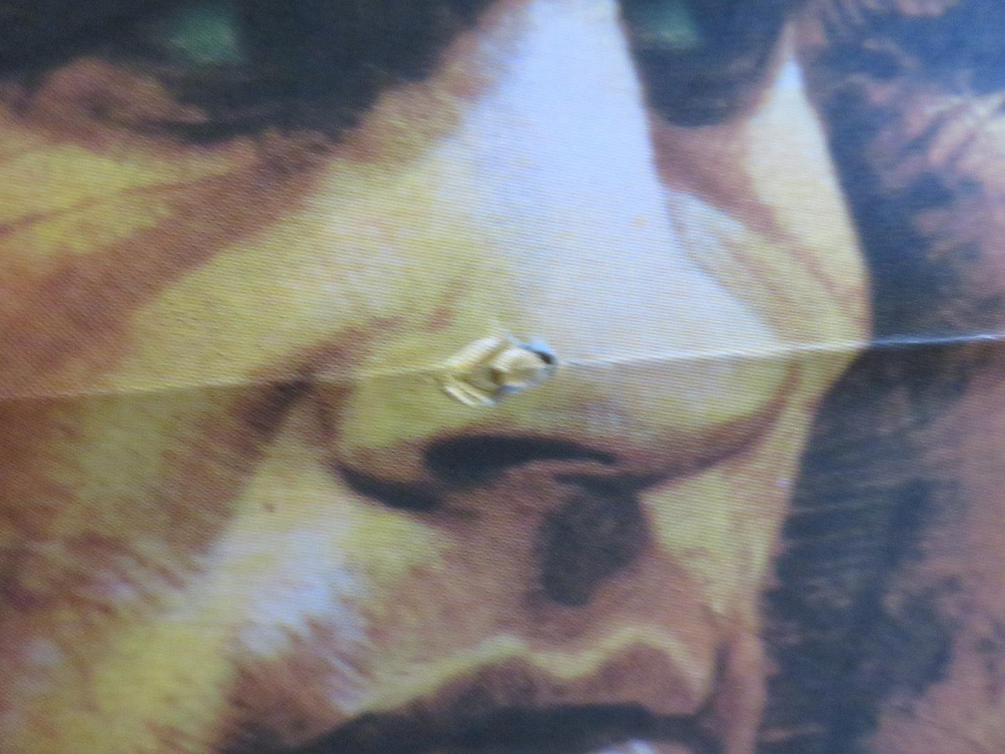 1900 ITALIAN 2 FOGLIO POSTER ROBERT DE NIRO GERARD DEPARDIEU 1976 - Rendezvous Cinema