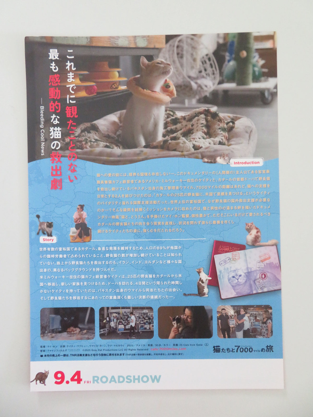 25 Cats from Qatar Japanese Chirashi (B5) Poster Mye Hoang 2025 Movie posters