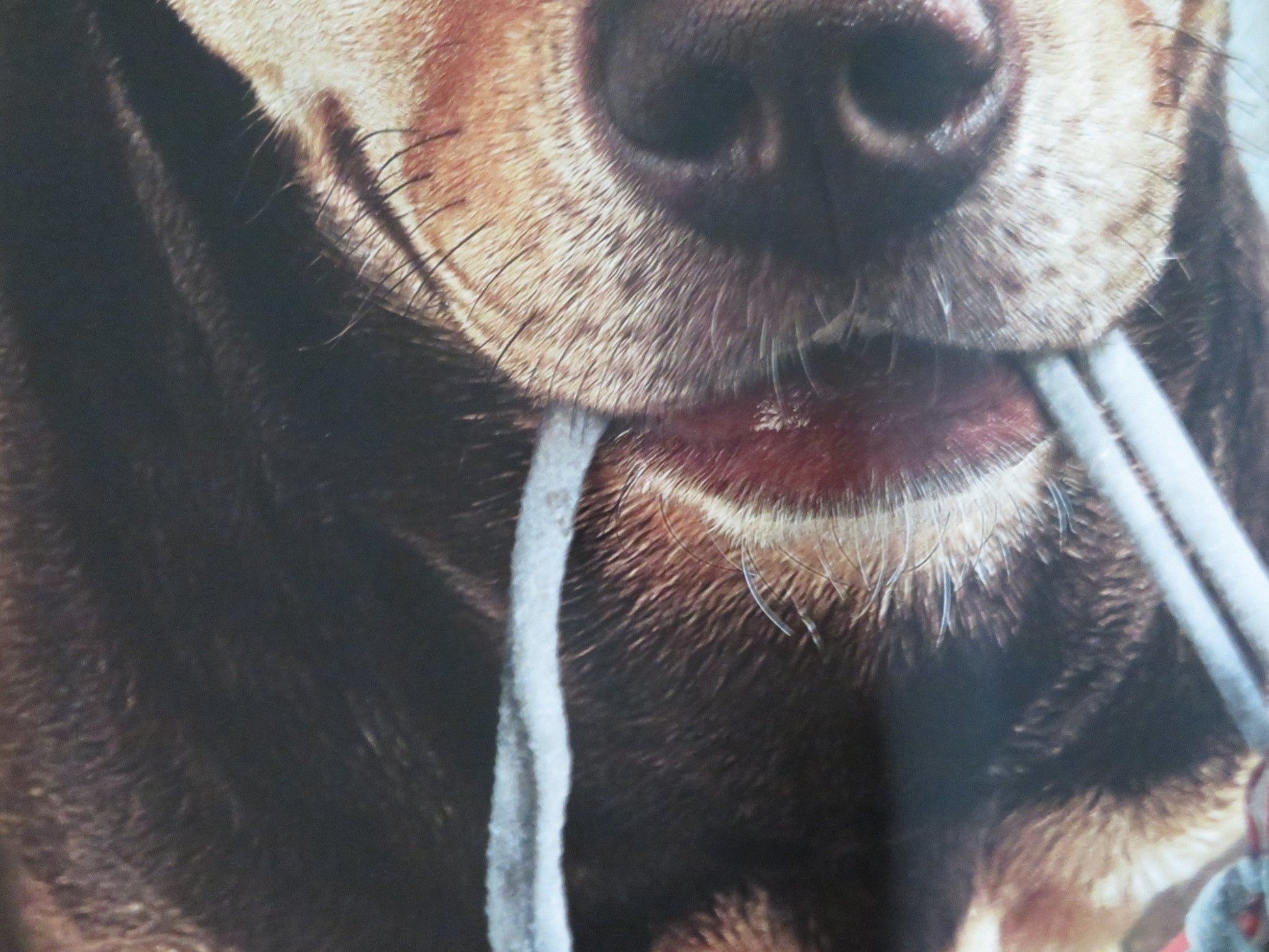 A DOG'S WAY HOME - B US ONE SHEET ROLLED POSTER ASHLEY JUDD J. HAUER - KING 2019 Movie posters