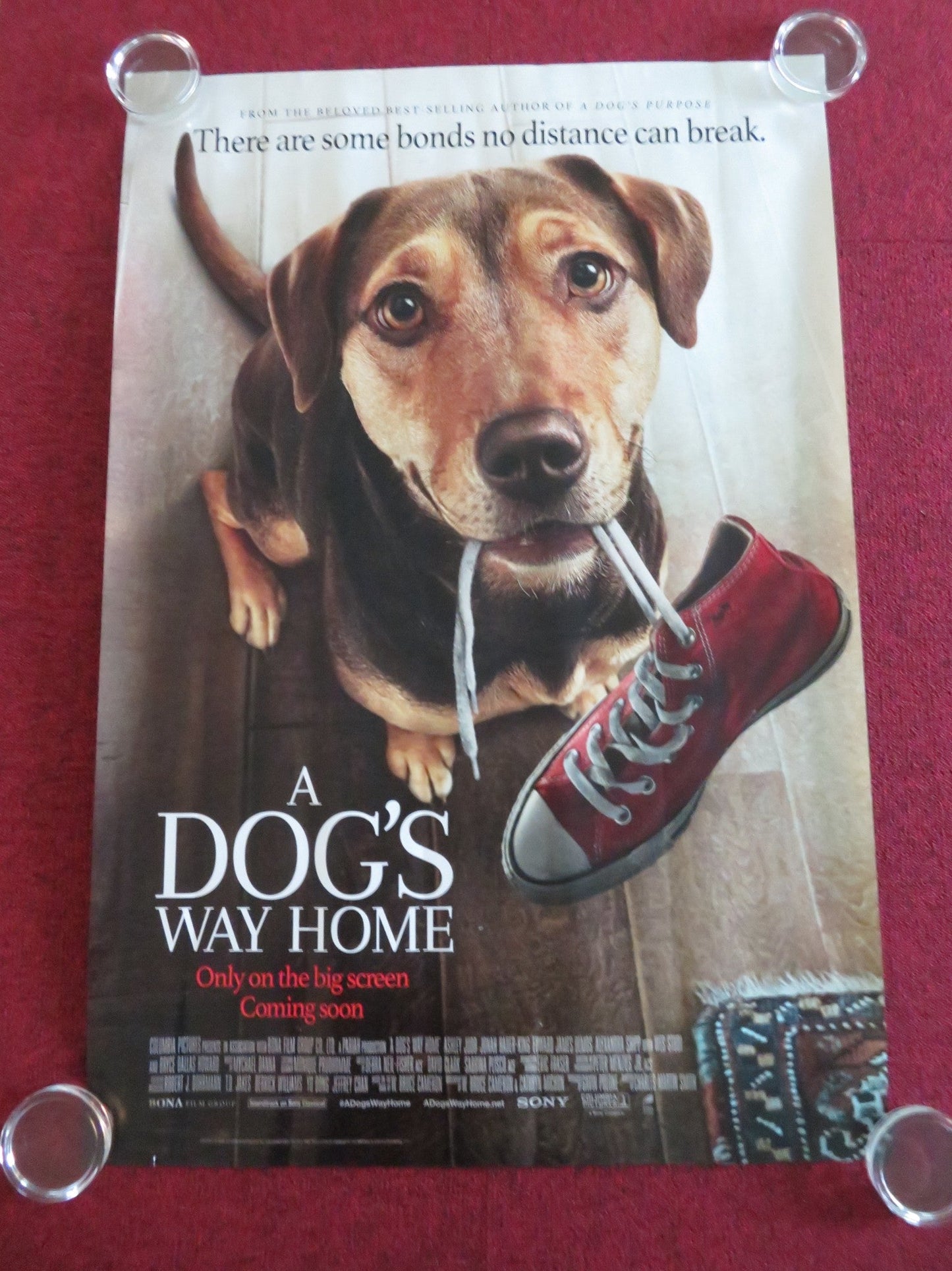A DOG'S WAY HOME - B US ONE SHEET ROLLED POSTER ASHLEY JUDD J. HAUER - KING 2019 Movie posters