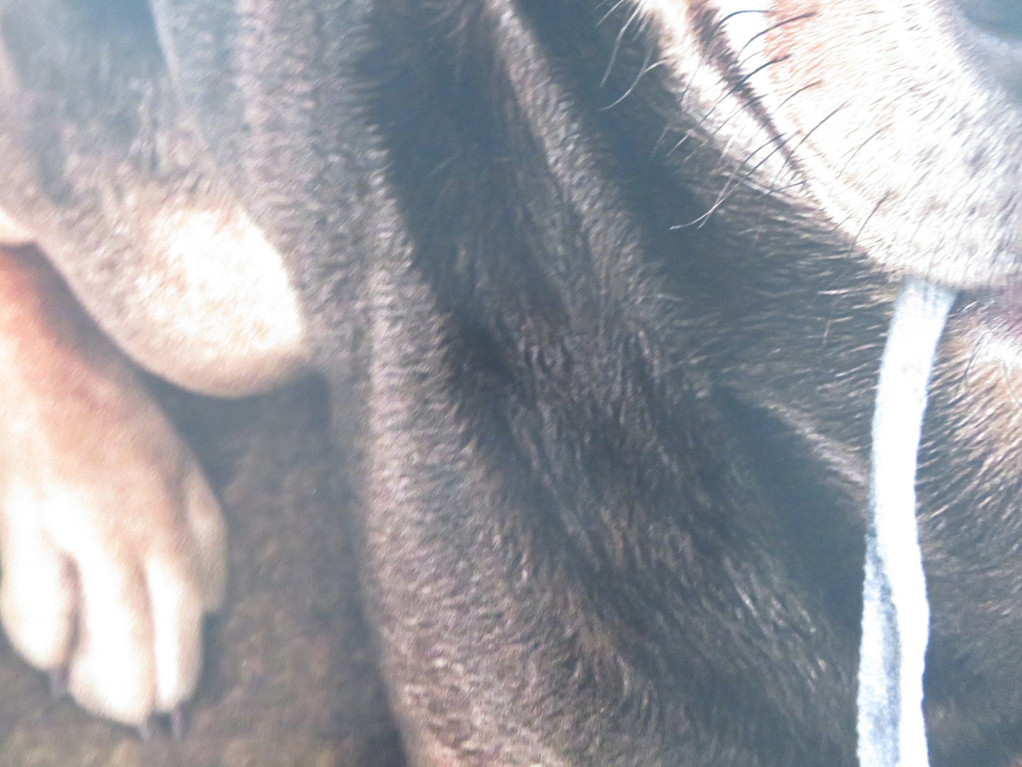 A DOG'S WAY HOME UK QUAD ROLLED POSTER ASHLEY JUDD BRYCE DALLAS HOWARD 2019 Rendezvous Cinema Movie posters