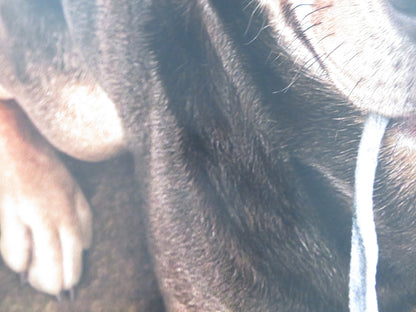 A DOG'S WAY HOME UK QUAD ROLLED POSTER ASHLEY JUDD BRYCE DALLAS HOWARD 2019 Rendezvous Cinema Movie posters