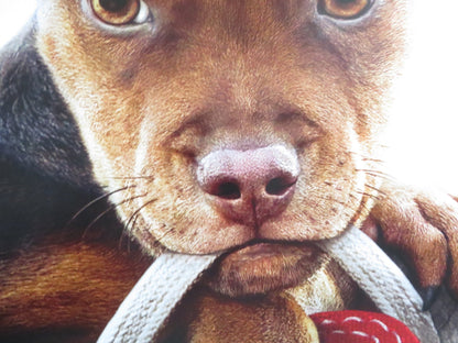 A DOG'S WAY HOME US ONE SHEET ROLLED POSTER ASHLEY JUDD JONAH HAUER - KING 2019 - Rendezvous Cinema