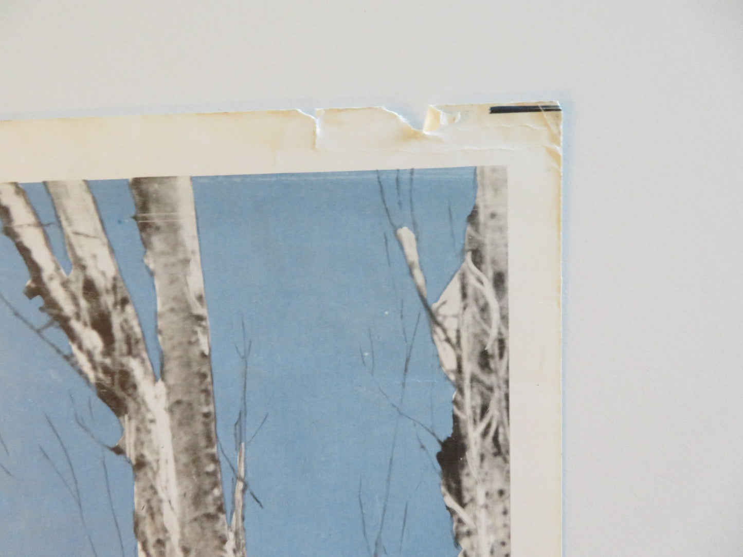 A PATCH OF BLUE US INSERT POSTER SIDNEY POITIER SHELLEY WINTERS 1966 Rendezvous Cinema Movie posters