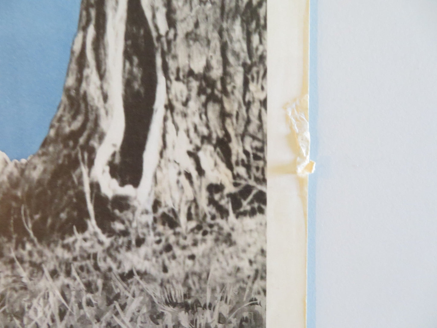 A PATCH OF BLUE US INSERT POSTER SIDNEY POITIER SHELLEY WINTERS 1966 Rendezvous Cinema Movie posters