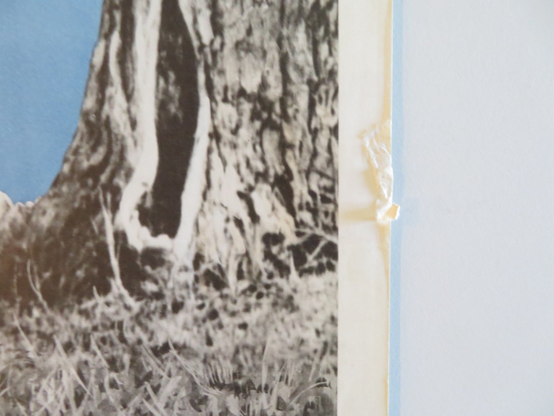 A PATCH OF BLUE US INSERT POSTER SIDNEY POITIER SHELLEY WINTERS 1966 Rendezvous Cinema Movie posters