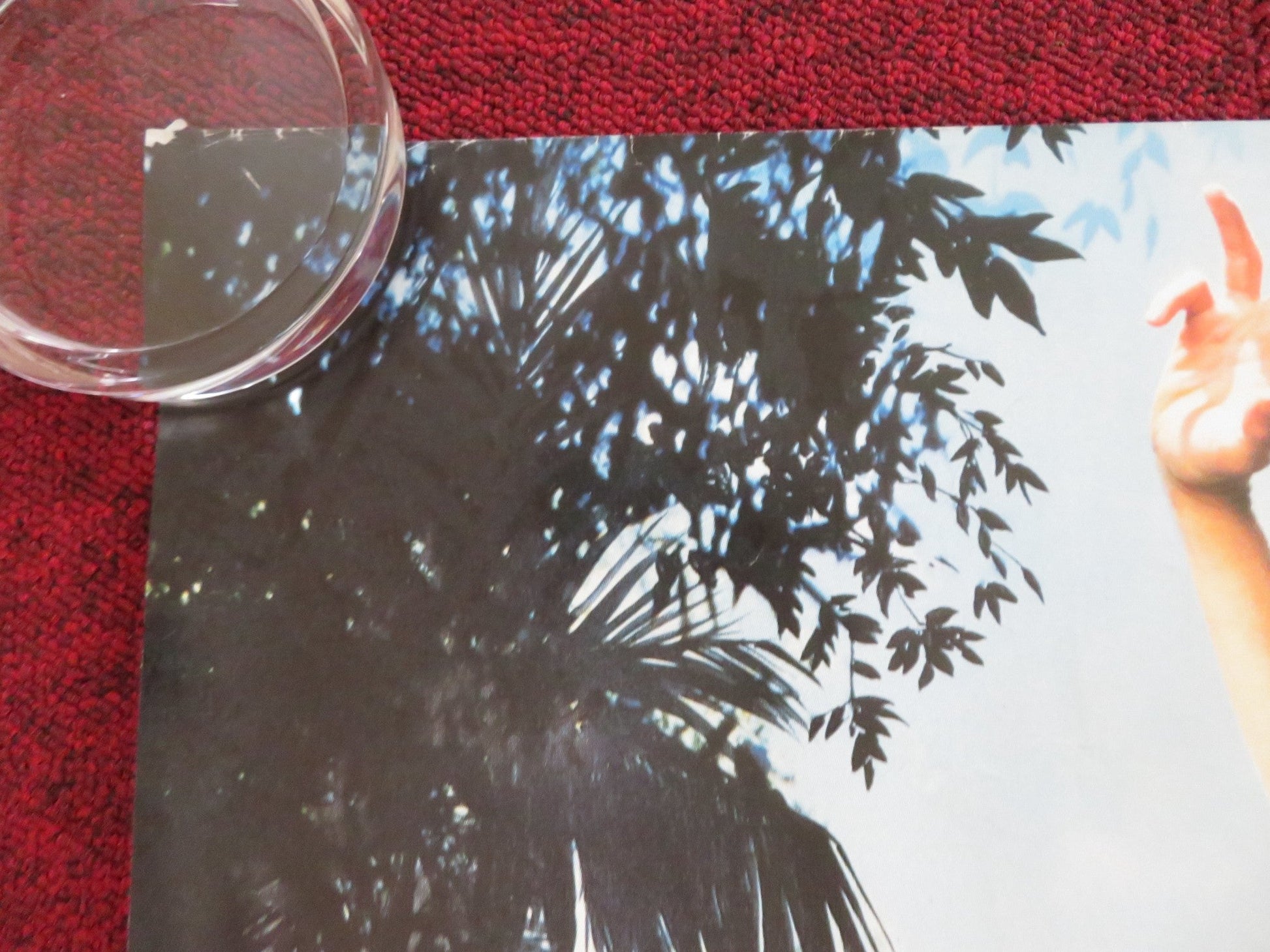 ACE VENTURA: WHEN NATURE CALLS UK QUAD ROLLED POSTER JIM CARREY S. CALLOW 1995 Rendezvous Cinema Movie posters