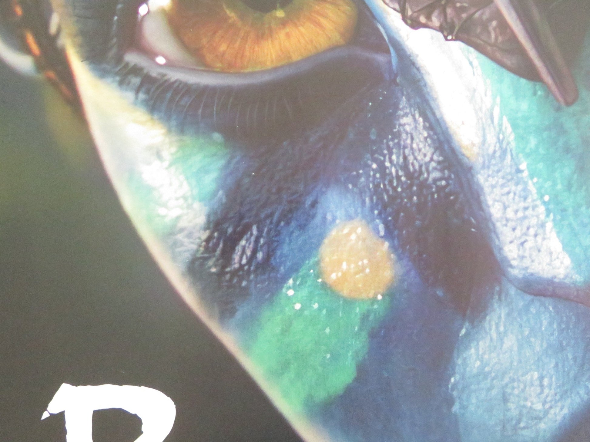 AVATAR - B UK QUAD ROLLED POSTER SAM WORTHINGTON ZOE SALDANA R2022 Movie posters