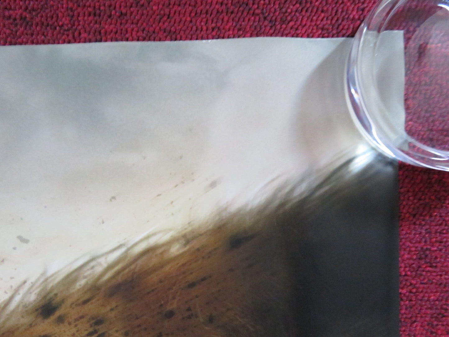 BEAST UK QUAD ROLLED POSTER IDRIS ELBA LIYABUYA GONGO 2022 Rendezvous Cinema Movie posters