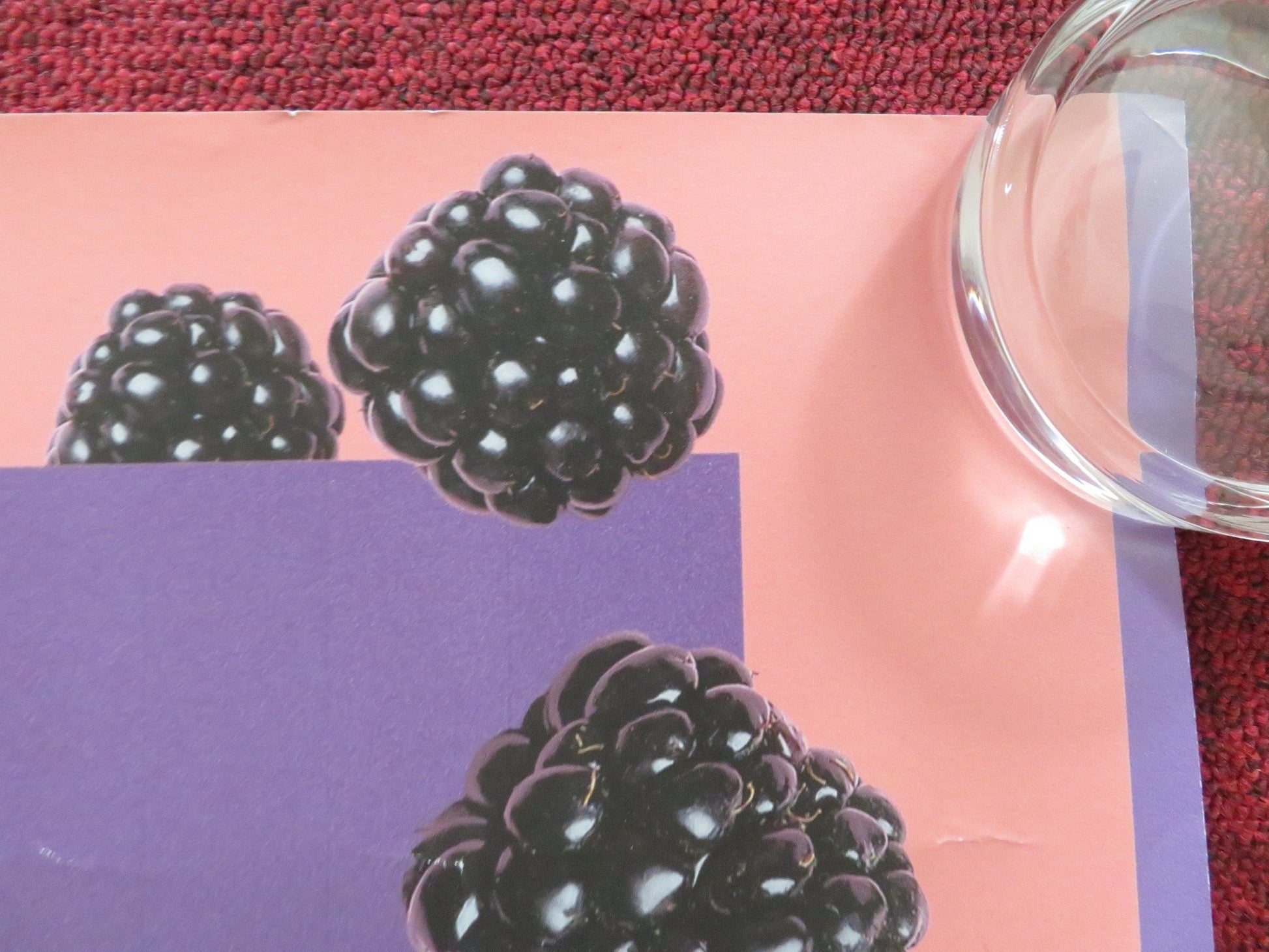 BLACKBIRD BLACKBIRD BLACKBERRY UK QUAD ROLLED POSTER EKA CHAVLEISHVILI 2023 Rendezvous Cinema Movie posters