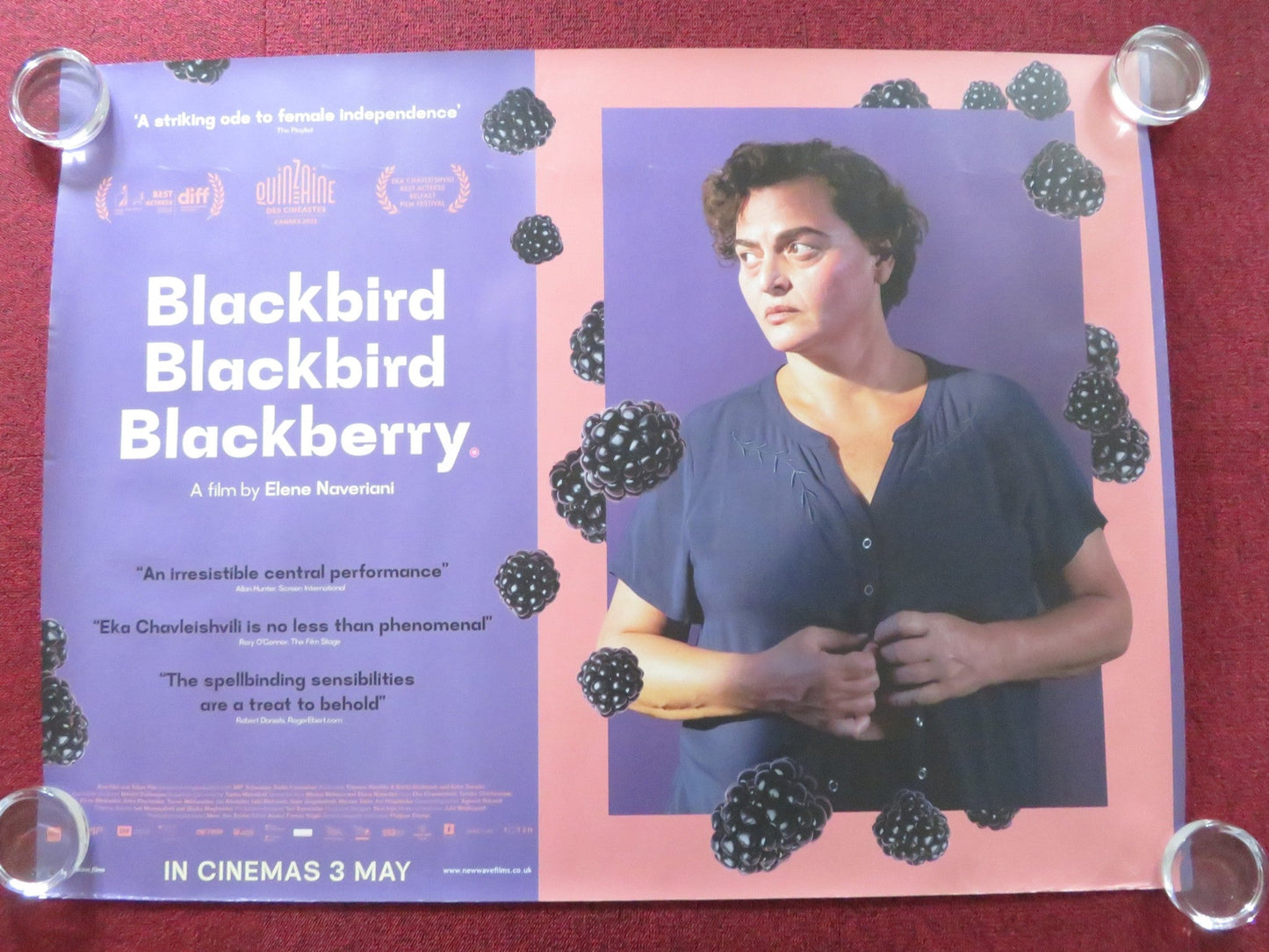 BLACKBIRD BLACKBIRD BLACKBERRY UK QUAD ROLLED POSTER EKA CHAVLEISHVILI 2023 Rendezvous Cinema Movie posters