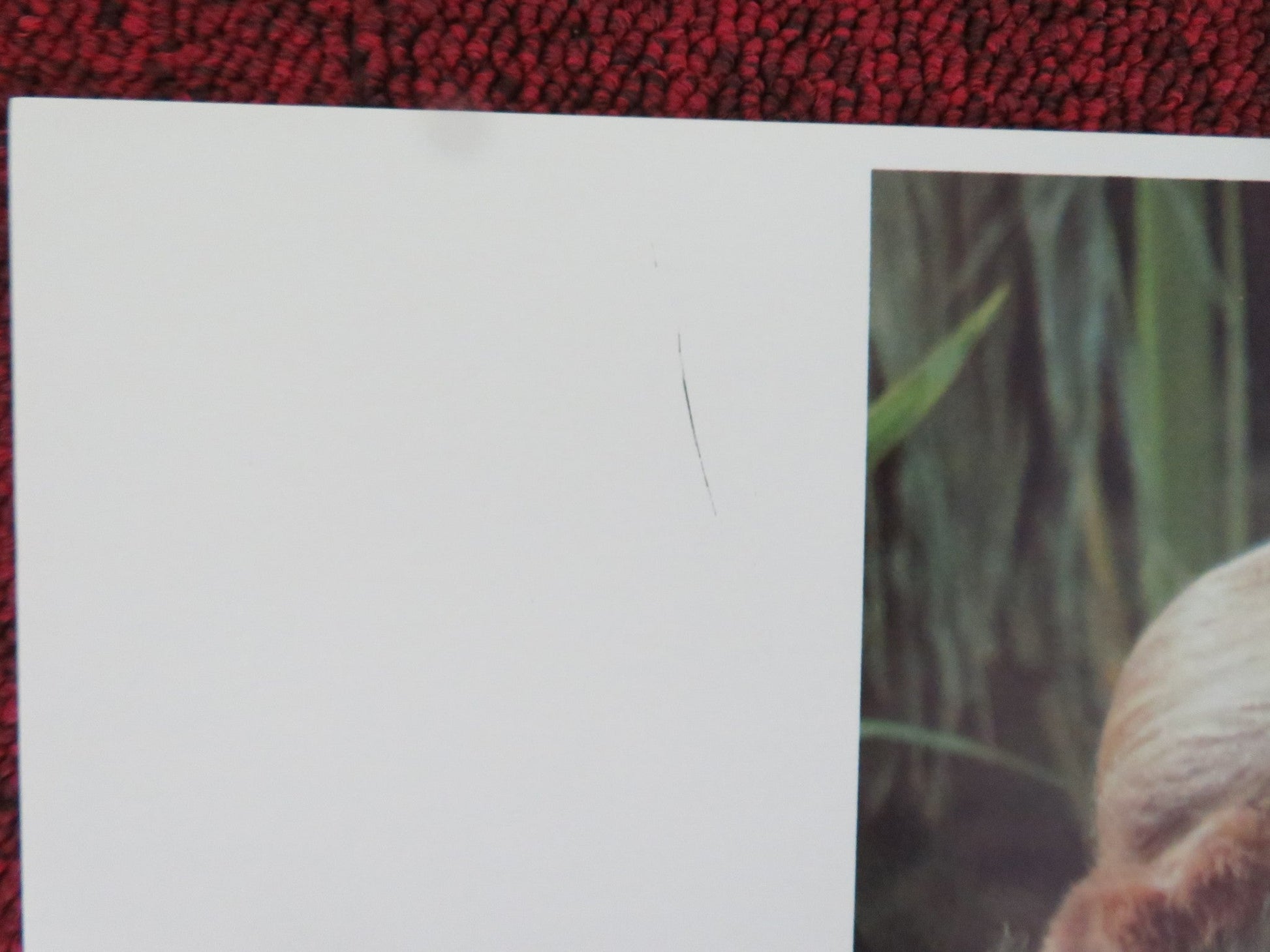 CAVEMAN US LOBBY CARD FULL SET RINGO STARR DENNIS QUAID 1981 Movie posters