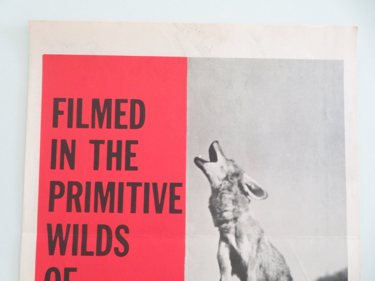 Challenge the Wild US Insert Poster George Graham Sheilah Graham 1954 Movie posters