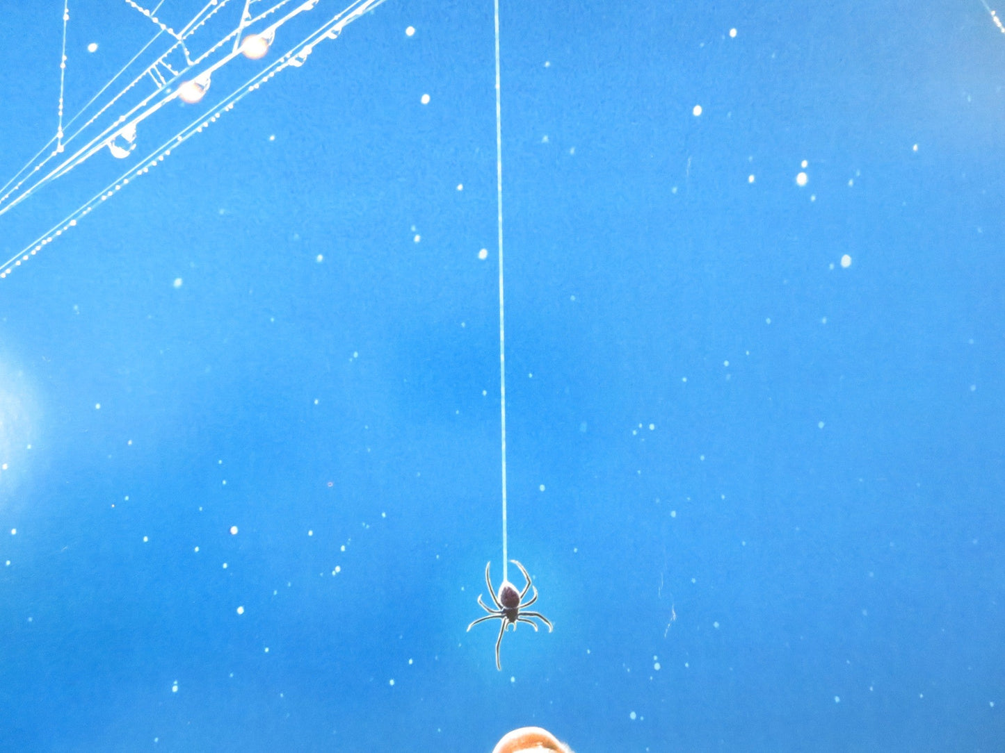 CHARLOTTE'S WEB - C US ONE SHEET ROLLED POSTER JULIA ROBERTS DAKOTA FANNING 2006 Rendezvous Cinema Movie posters