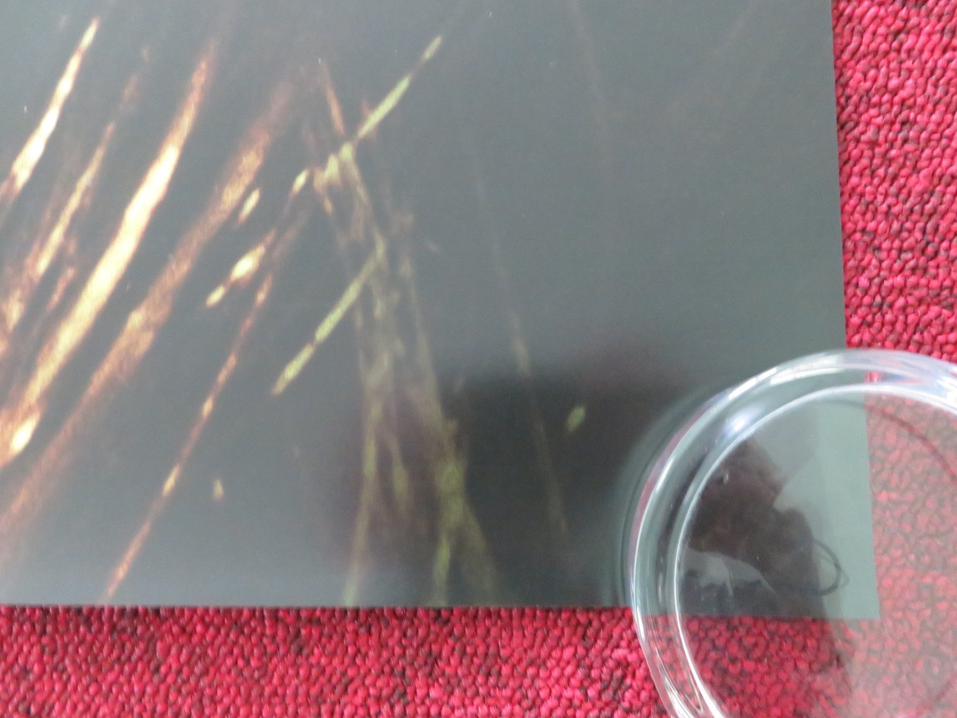 CUCKOO US ONE SHEET ROLLED POSTER HUNTER SCHAFER JAN BLUTHARDT 2024 Rendezvous Cinema Movie posters