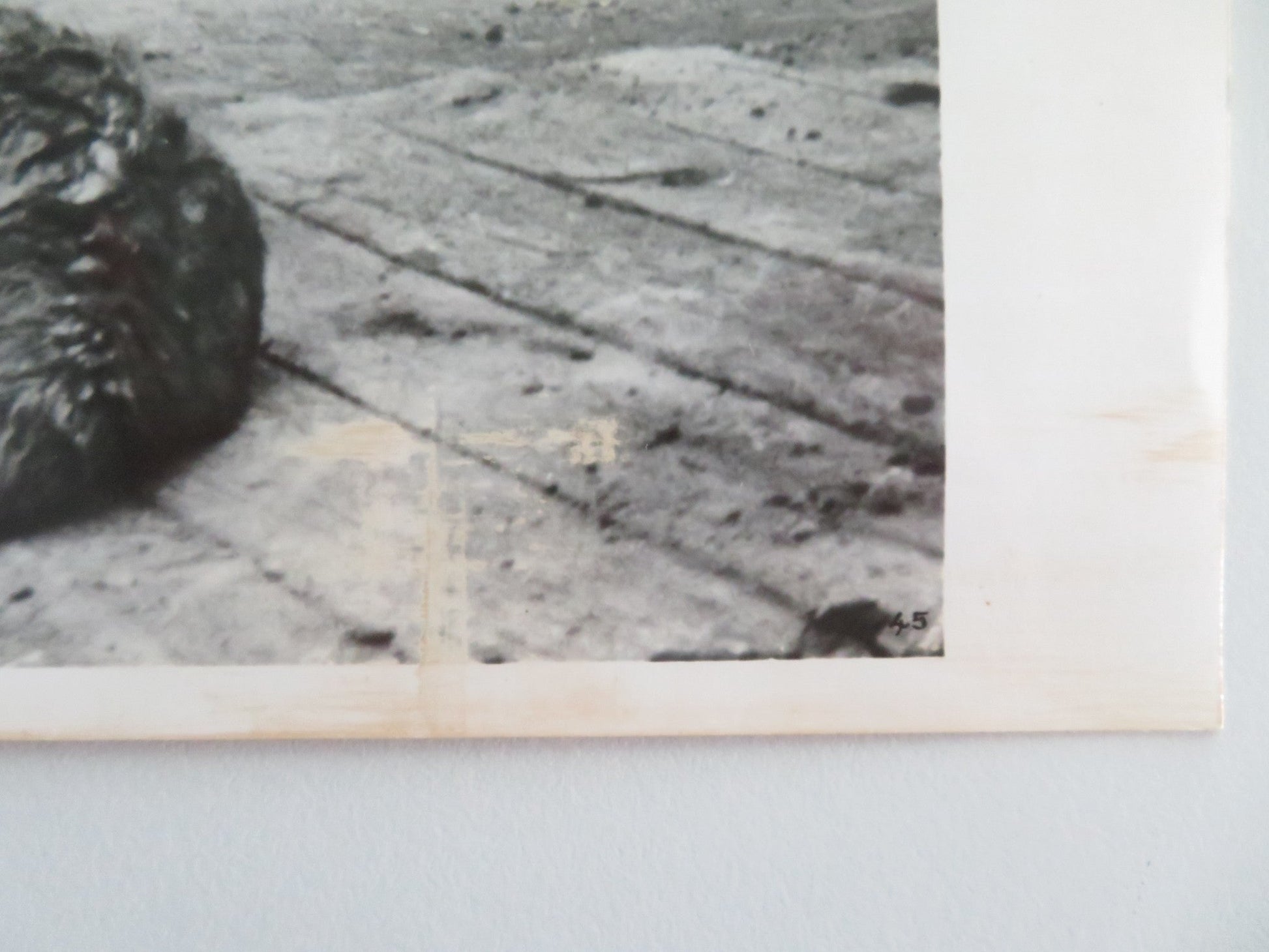 CUJO MOVIE STILL PHOTO LOT OF 4 DEE WALLACE DANNY PINTAURO 1983 Movie posters