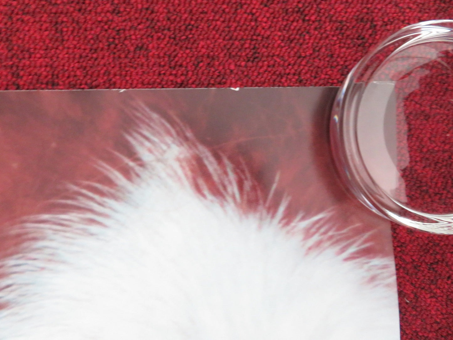 DARK HORSE UK QUAD ROLLED POSTER JAN VOKES HOWARD DAVIES 2015 Movie posters