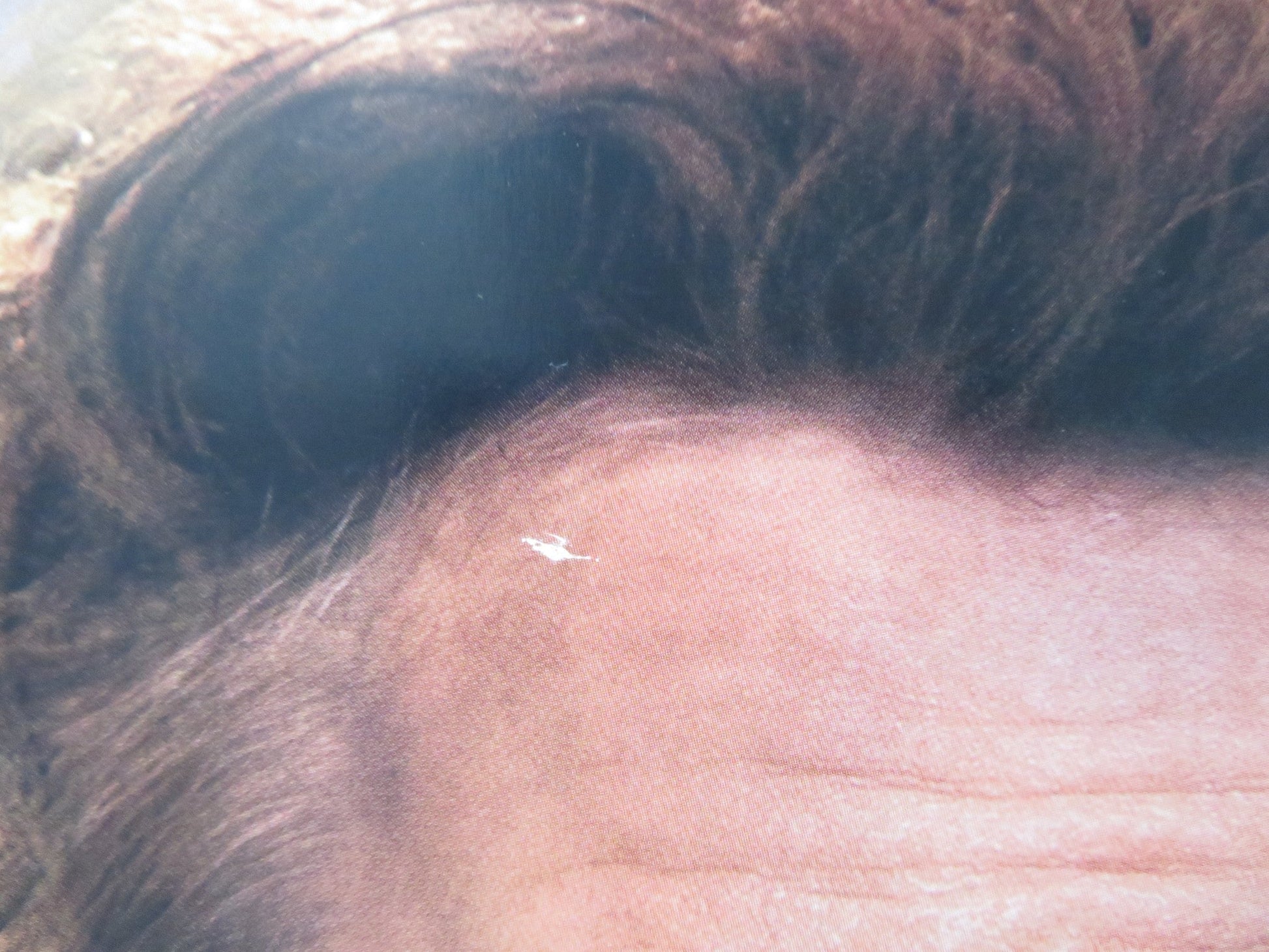 DOLITTLE - B UK QUAD ROLLED POSTER ROBERT DOWNEY JR. ANTONIO BANDERAS 2020 Rendezvous Cinema Movie posters