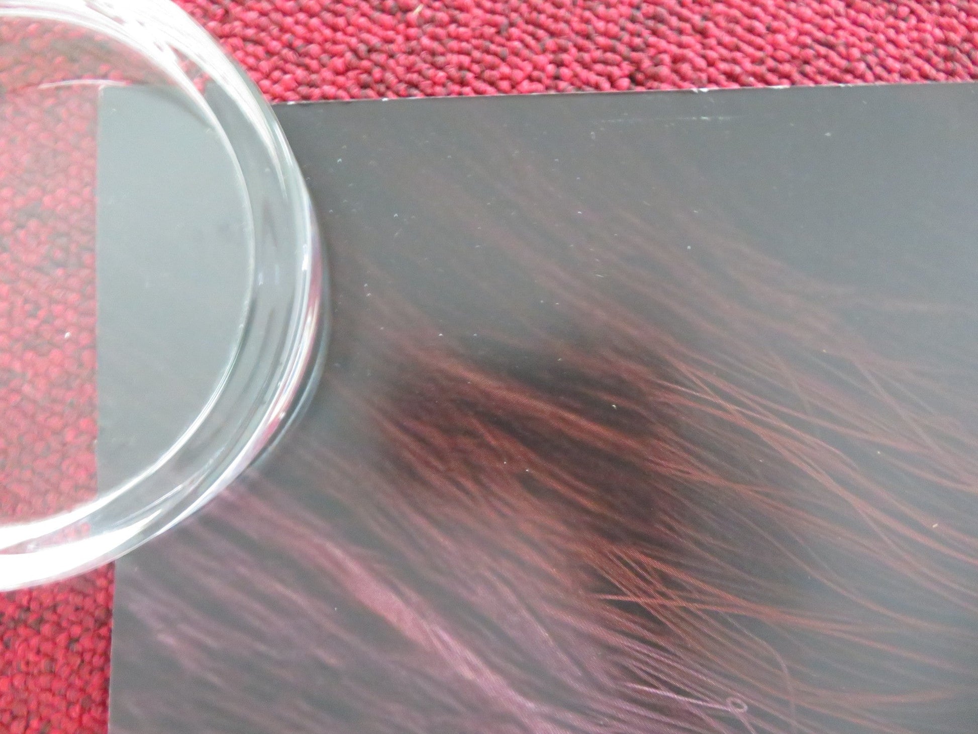 DRAGONKEEPER UK QUAD ROLLED POSTER BILL NIGHY BILL BAILEY 2024 Movie posters