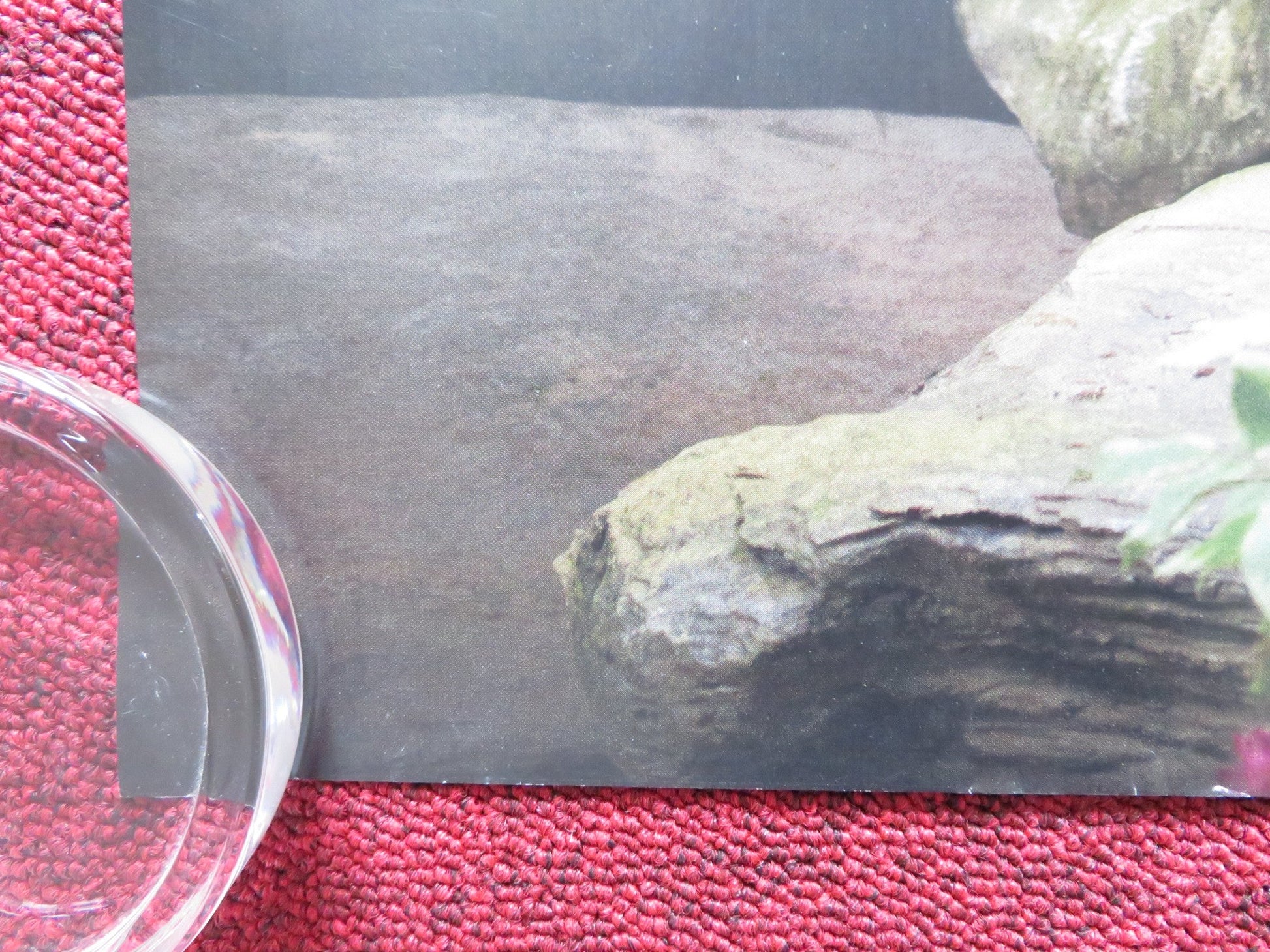 EMMA - B UK QUAD ROLLED POSTER ANA TAYLOR - JOY MIA GOTH 2020 Rendezvous Cinema Movie posters