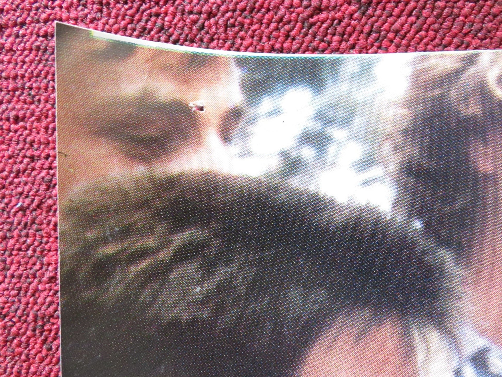 EMMANUELLE 5 - D ITALIAN FOTOBUSTA POSTER MONIQUE GABRIELLE HARDESTER 1987 Rendezvous Cinema Movie posters