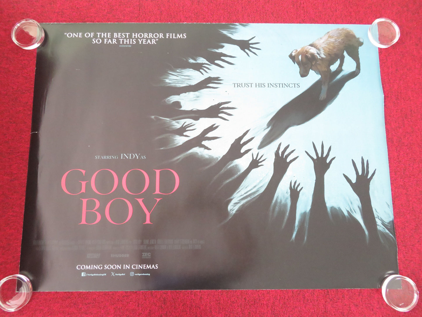 Good Boy UK Quad Rolled Poster Indy Shane Jenson Arielle Friedman 2025 Movie posters