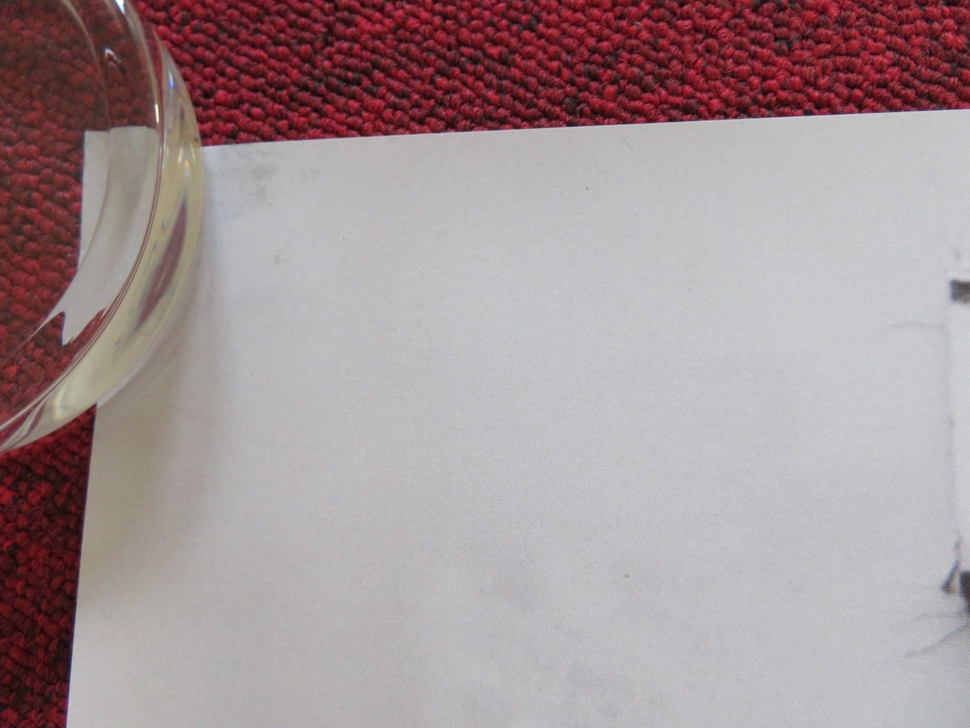 GREEN BORDER UK QUAD ROLLED POSTER JALAL ALTAWIL MAJA OSTASZEWSKA 2023 Rendezvous Cinema Movie posters