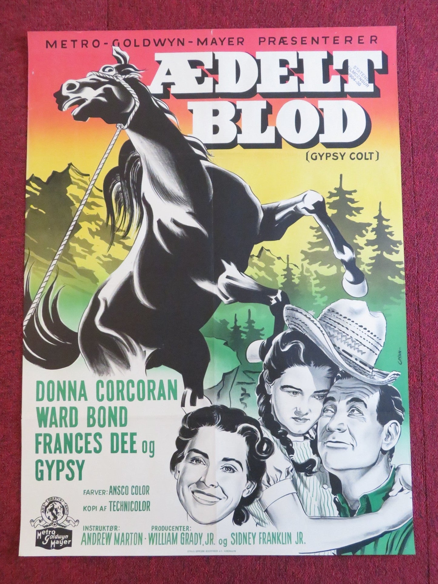 GYPSY COLT DANISH POSTER ROLLED DONNA CORCORAN WARD BOND 1954 Rendezvous Cinema Movie posters