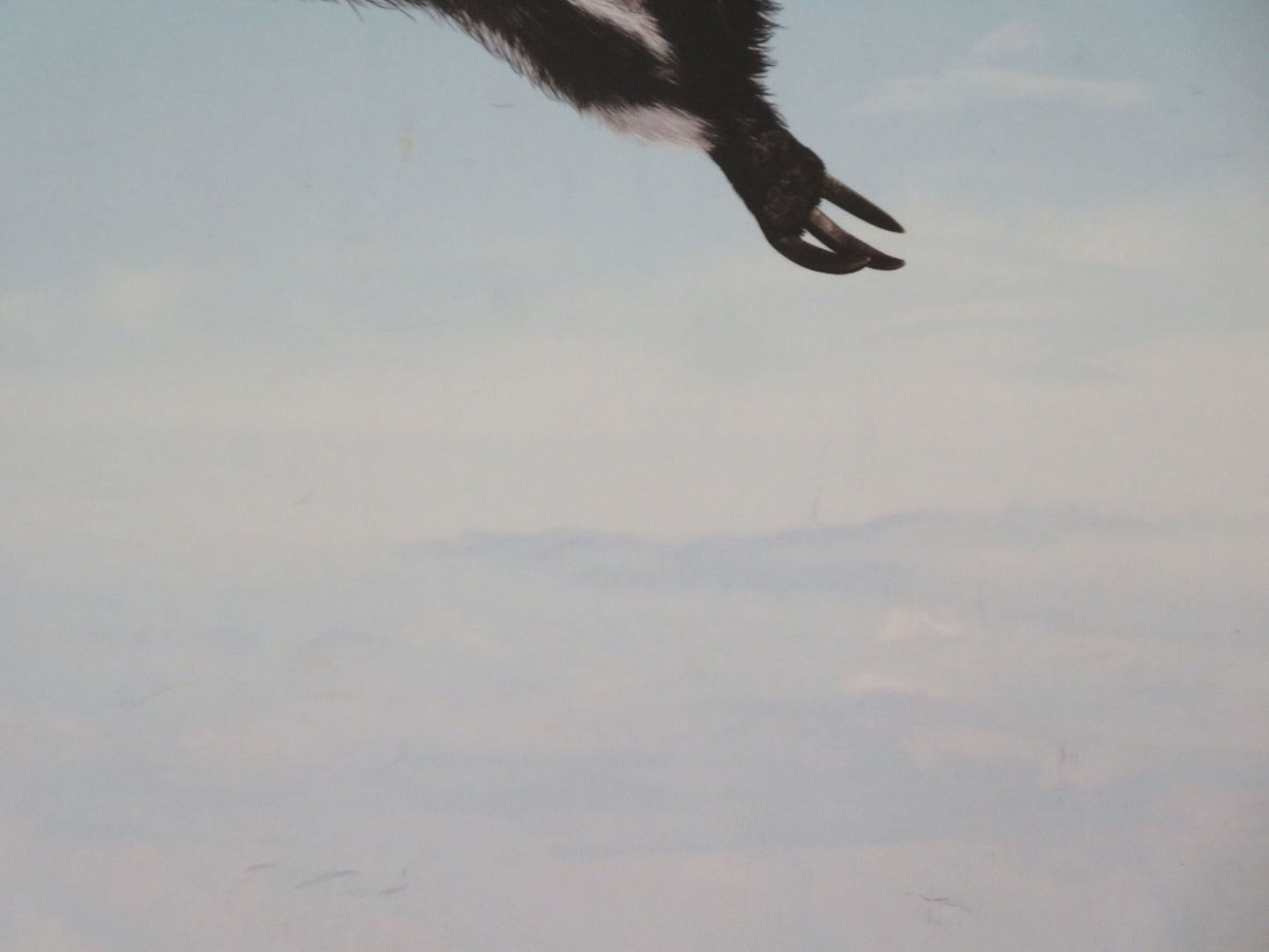 Ice Age 4: Continental Drift - B UK Quad Rolled Poster Nick Frost Josh Gad 2012 Movie posters