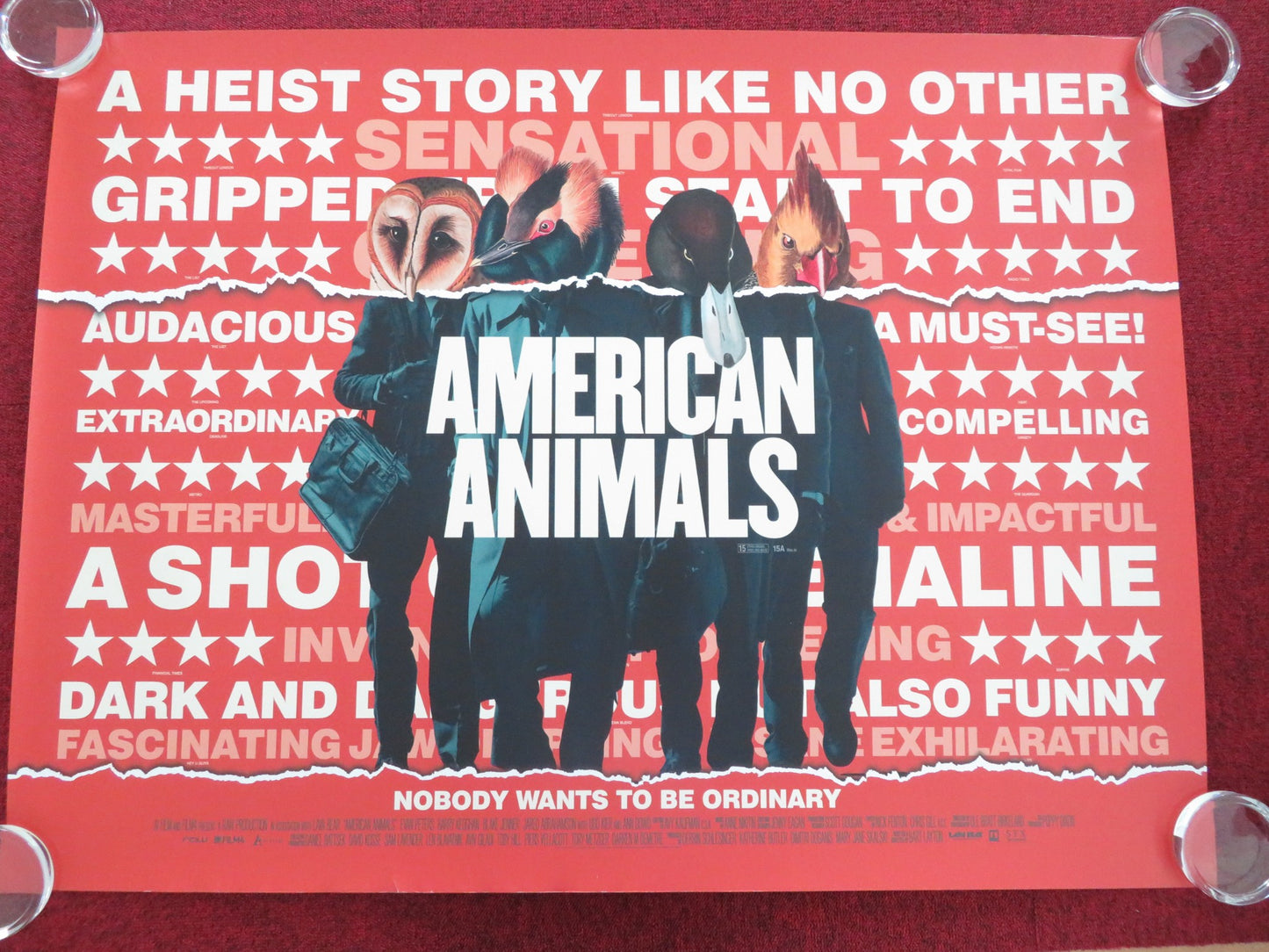 AMERICAN ANIMALS UK QUAD ROLLED POSTER SPENCER REINHARD WARREN LIPKA 2018 - Rendezvous Cinema