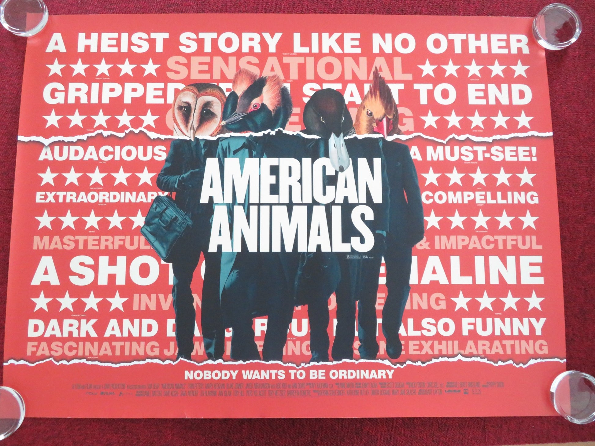 AMERICAN ANIMALS UK QUAD ROLLED POSTER SPENCER REINHARD WARREN LIPKA 2018 - Rendezvous Cinema