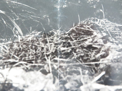 THE LONGEST DAY - D ITALIAN FOTOBUSTA POSTER RICHARD BURTON SEAN CONNERY R1969 - Rendezvous Cinema