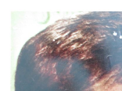 SEX AND THE SINGLE GIRL - B ITALIAN FOTOBUSTA POSTER TONY CURTIS N. WOOD 1964 - Rendezvous Cinema