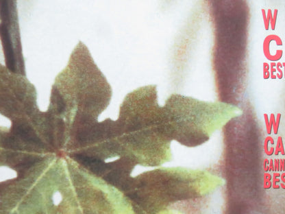 THE SCENT OF GREEN PAPAYA UK QUAD ROLLED POSTER NU YEN-KHE TRAN 1993 - Rendezvous Cinema