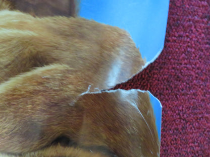 SCOOBY DOO 2: MONSTERS UNLEASHED UK QUAD ROLLED POSTER FREDDIE PRINZE JR. 2004