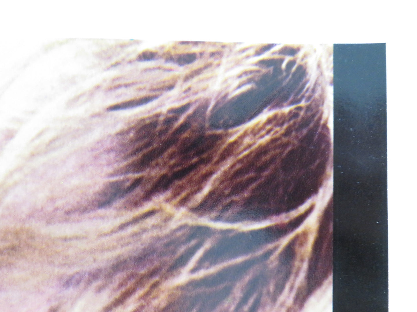 FRENZY - F ITALIAN FOTOBUSTA POSTER JON FINCH BARRY FOSTER 1972 - Rendezvous Cinema