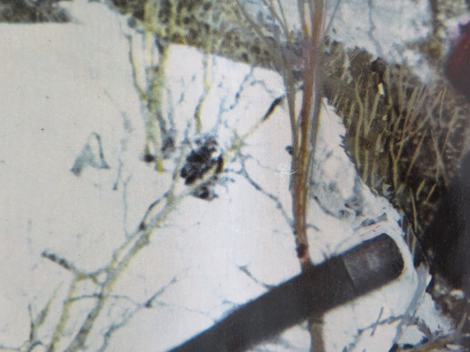 JEREMIAH JOHNSON - E ITALIAN FOTOBUSTA POSTER ROBERT REDFORD WILL GEER 1972 - Rendezvous Cinema