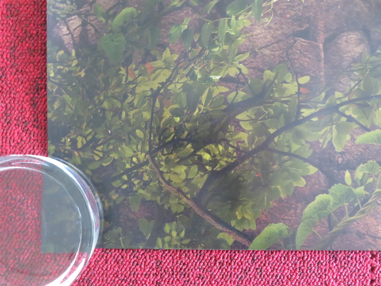 Wicked: For Good - A UK Quad Rolled Poster Cynthia Erivo Ariana Grande 2025