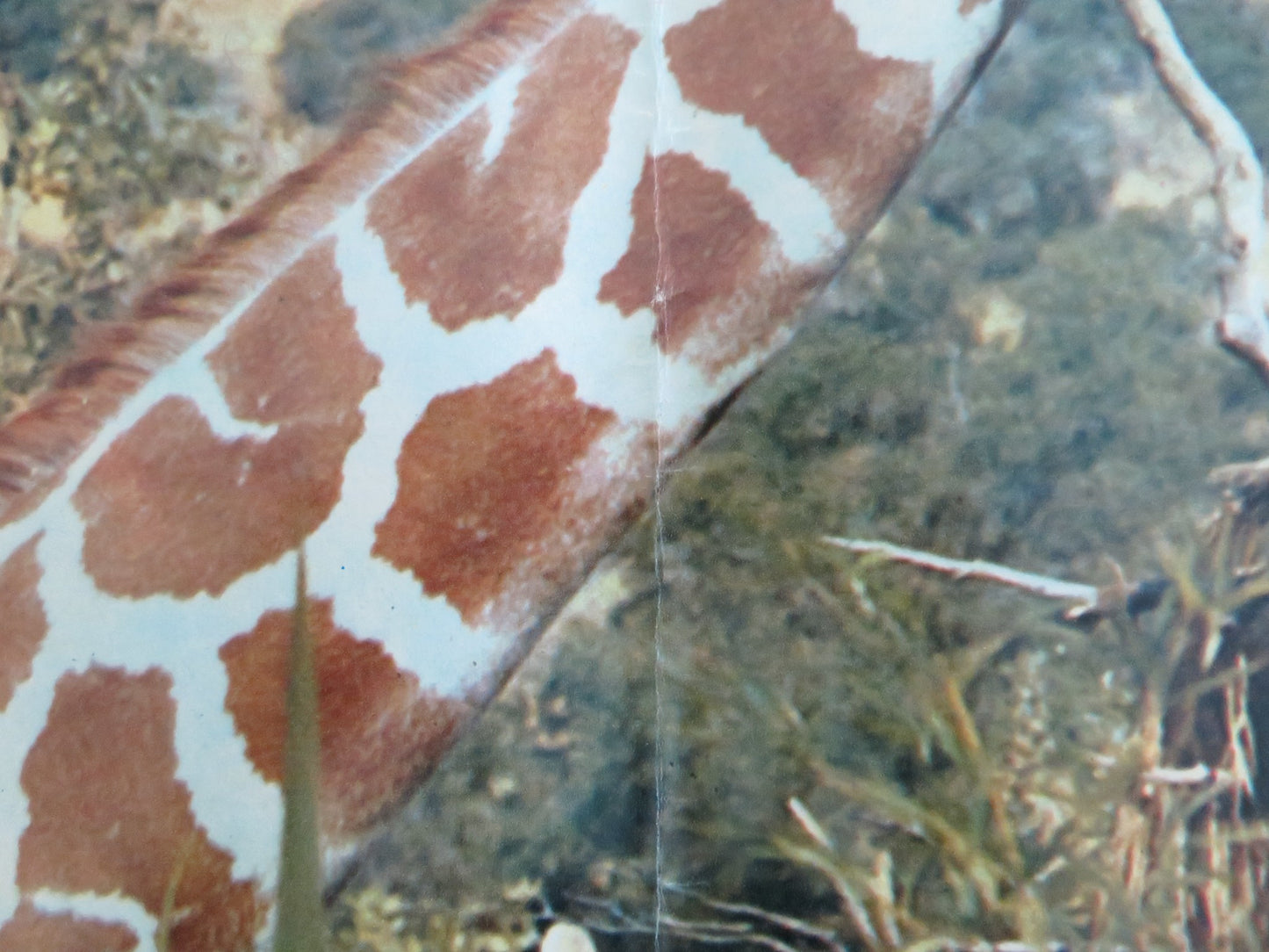 DOCTOR DOLITTLE - G ITALIAN FOTOBUSTA POSTER REX HARRISON ATTENBOROUGH 1968 - Rendezvous Cinema