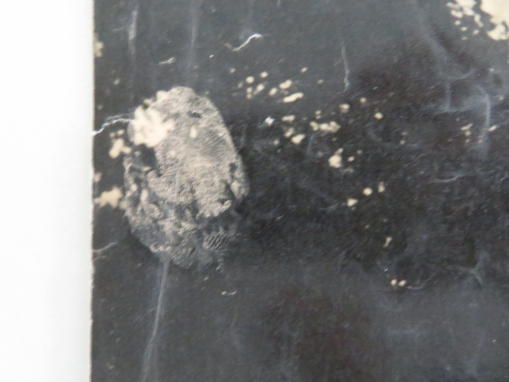 THE ABSENT MINDED PROFESSOR - A ITALIAN FOTOBUSTA POSTER DISNEY MACMURRAY 1961 - Rendezvous Cinema