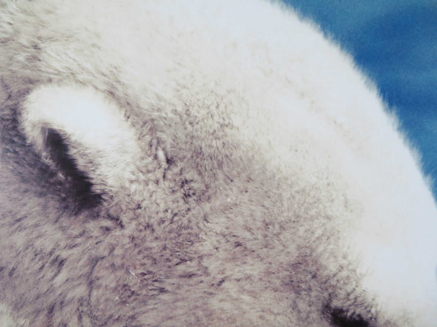 ARCTIC TALE US ONE SHEET ROLLED POSTER QUEEN LATIFAH KATRINA AGATE 2006 - Rendezvous Cinema