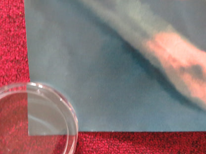 AMA GLORIA UK QUAD ROLLED POSTER LOUISE MAUROY-PANZANI ILCA MORENO ZEGO 2023 - Rendezvous Cinema