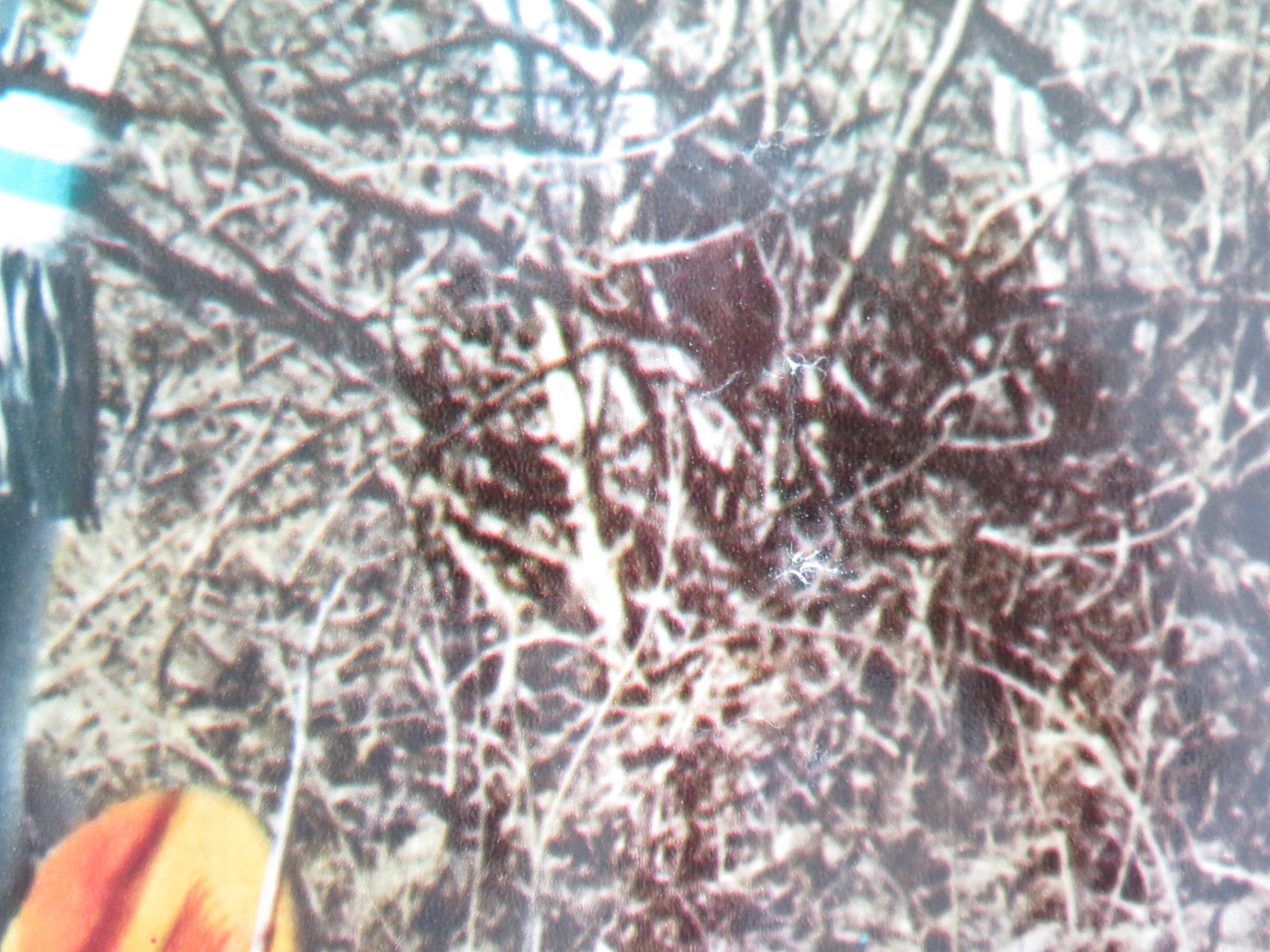 JEREMIAH JOHNSON - F ITALIAN FOTOBUSTA POSTER ROBERT REDFORD WILL GEER 1972 Movie posters