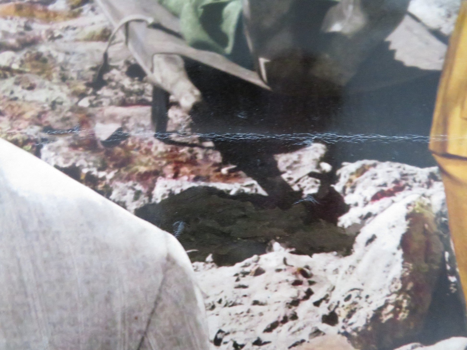 JUDITH - D ITALIAN FOTOBUSTA POSTER SOPHIA LOREN PETER FINCH 1966 Rendezvous Cinema Movie posters