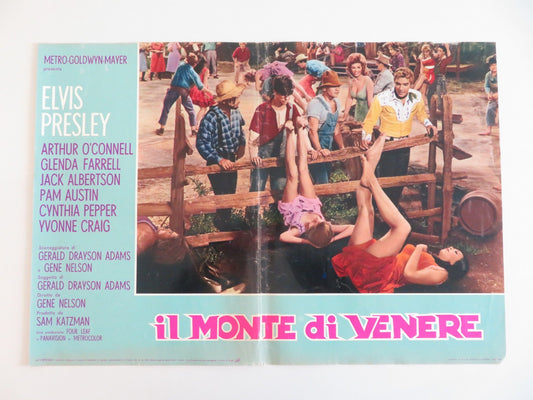 KISSIN' COUSINS - G ITALIAN FOTOBUSTA POSTER ELVIS PRESLEY ARTHUR O'CONNELL 1964 Rendezvous Cinema Movie posters